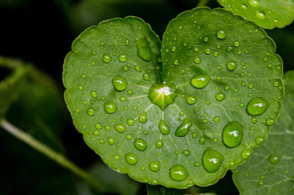 Is Water Softener Bad for Plants?